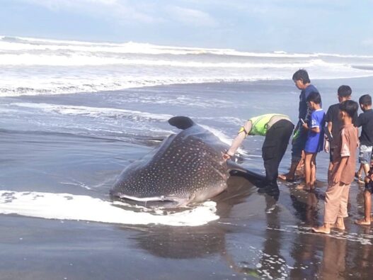 Paus Tutul Terdampar di Pantai Pagubugan