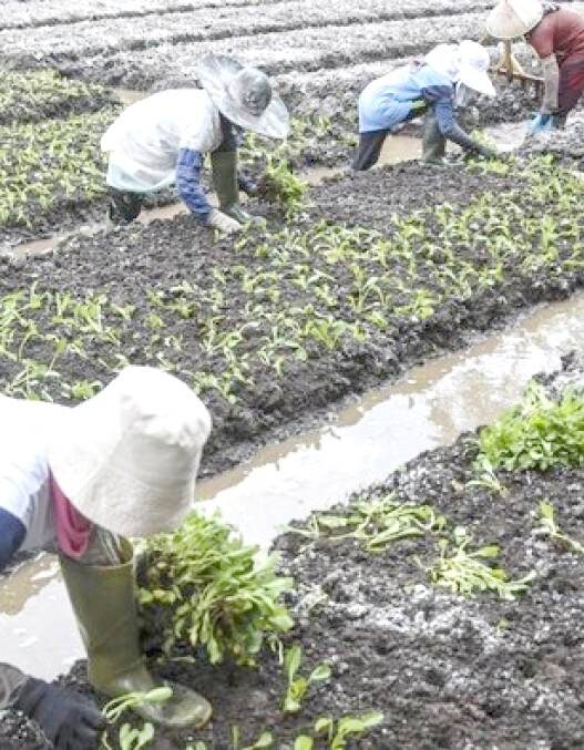 Pelemahan Rupiah Bikin Biaya Bertani Melonjak