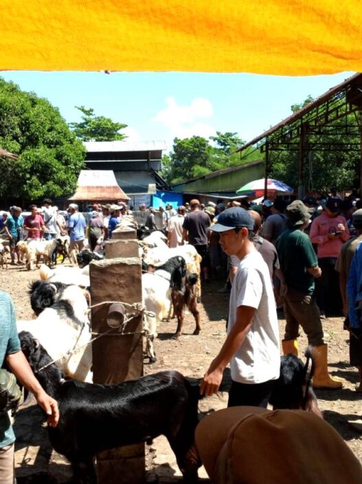 Pemotongan Hewan Kurban Diprediksi Naik