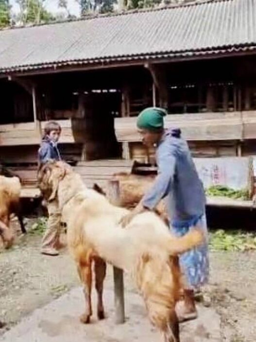 Pesanan Kambing Kurban Meningkat