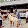 Pesanan Kambing Kurban Meningkat