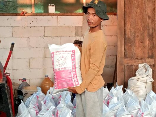 Petani Bulaksari Sulap Kotoran Sapi Jadi Pupuk