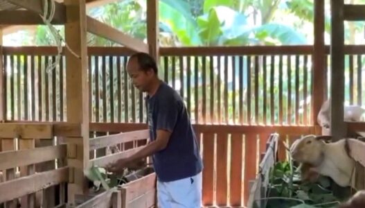 Petenak Kambing Terancam Rugi