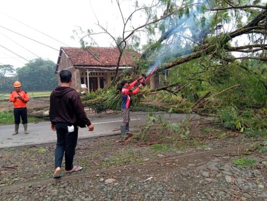 Pohon Tumbang Lumpuhkan Jalan Kabupaten