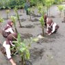 Ribuan Mangrove Ditanam di Pantai Sodong
