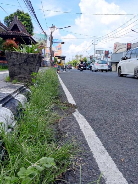 Rumput Liar Tumbuh "Subur" di Trotoar