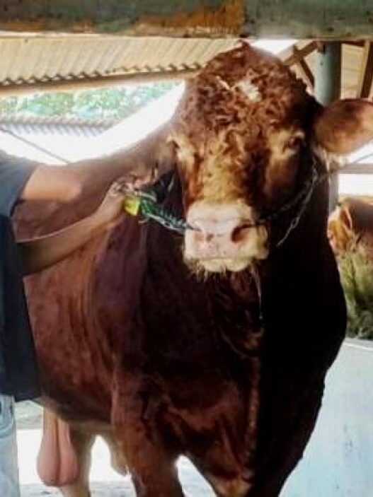 Sapi Asal Bunton Jadi Kurban Presiden