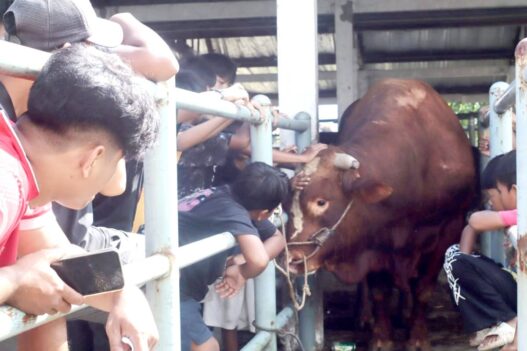 Sapi Bantuan Kemasyarakat Jadi Tontonan