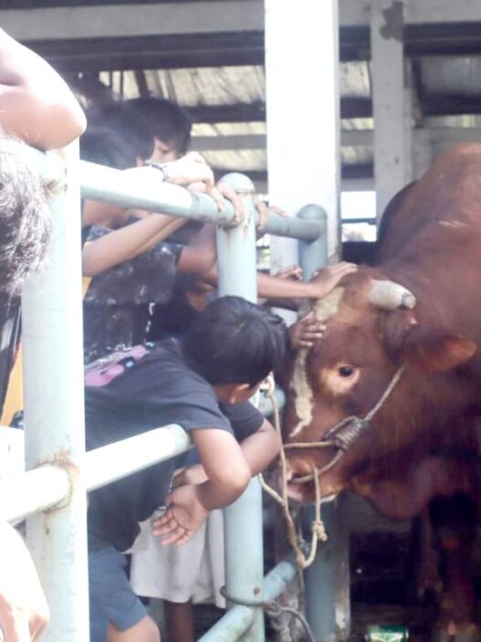 Sapi Bantuan Kemasyarakat Jadi Tontonan