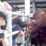Sapi Bantuan Kemasyarakat Jadi Tontonan