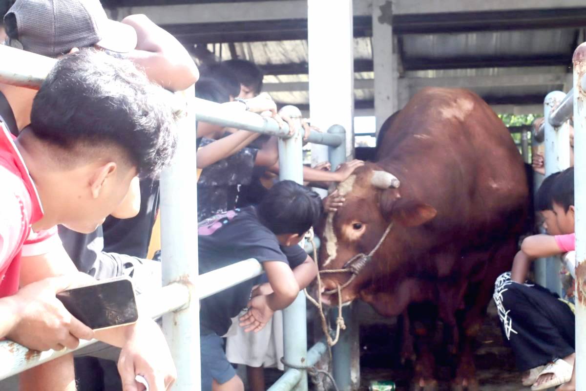 Sapi Bantuan Kemasyarakat Jadi Tontonan