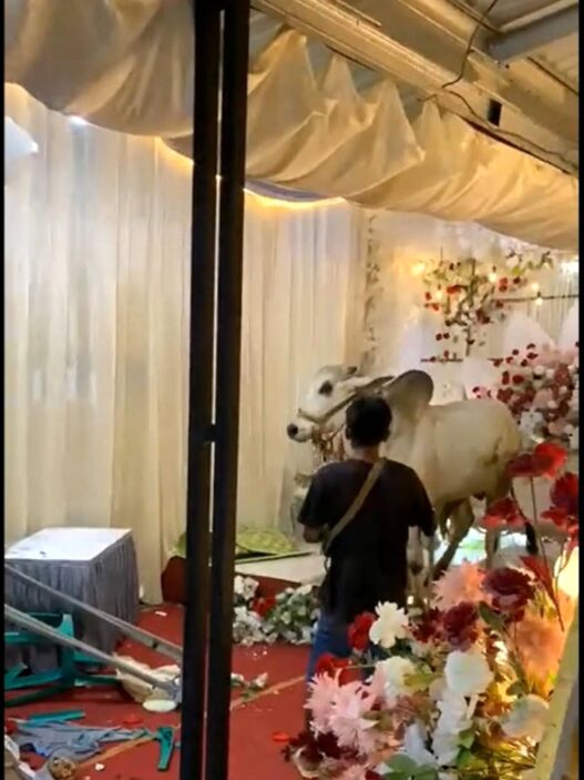 Sapi Kurban Lepas, Masuk Hajatan Pernikahan