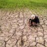 Sawah kering