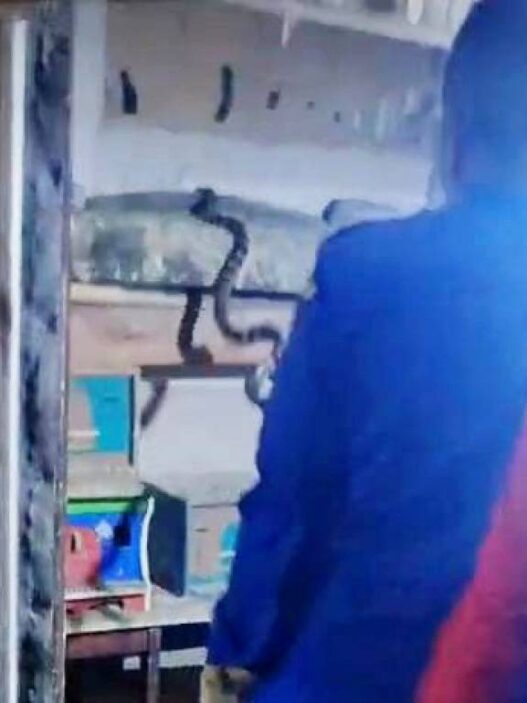 Ular Cincin Emas Masuk Kandang Burung
