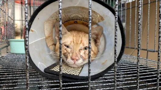 500 Kucing Diselamatkan dari Perdagangan Daging