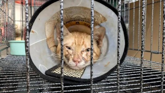 500 Kucing Diselamatkan dari Perdagangan Daging