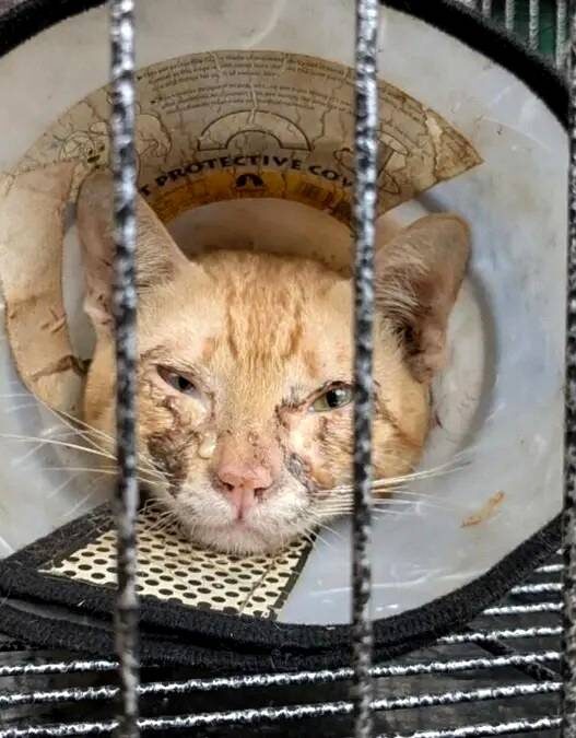 500 Kucing Diselamatkan dari Perdagangan Daging
