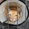 500 Kucing Diselamatkan dari Perdagangan Daging