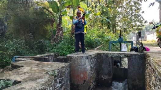 Air Menyusut, Sawah Diatur Bergiliran