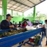 Baru 26 Persen Sampah Berhasil Dikelola