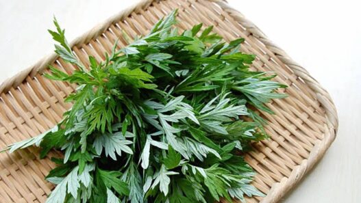 Daun mugwort
