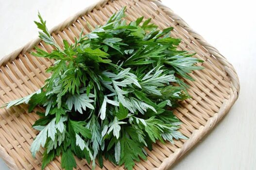 Daun mugwort