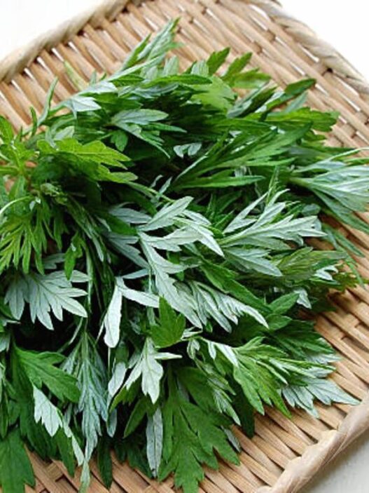 Daun mugwort