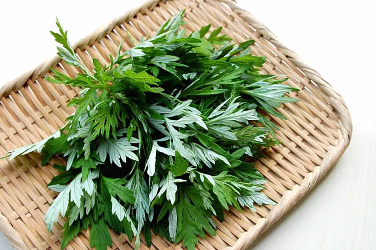 Daun mugwort