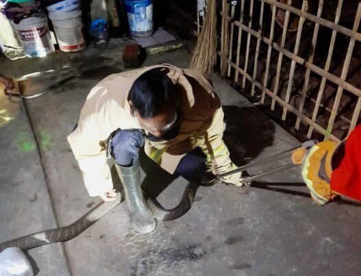 Dua Ular Kobra Bersarang di Rumah Warga