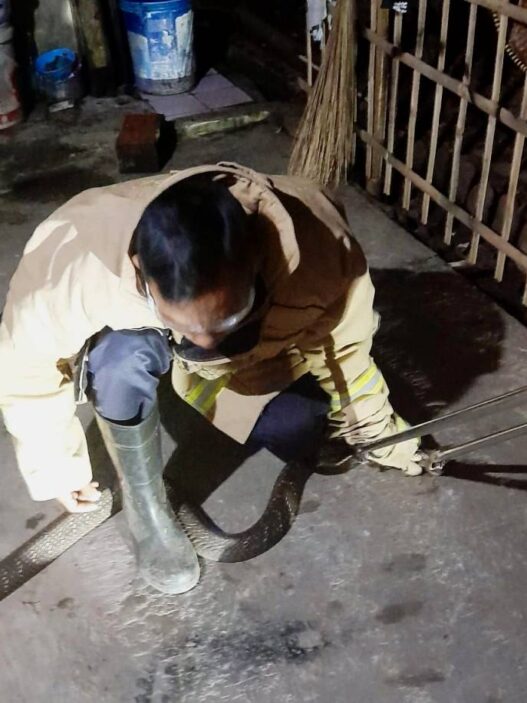Dua Ular Kobra Bersarang di Rumah Warga