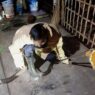 Dua Ular Kobra Bersarang di Rumah Warga
