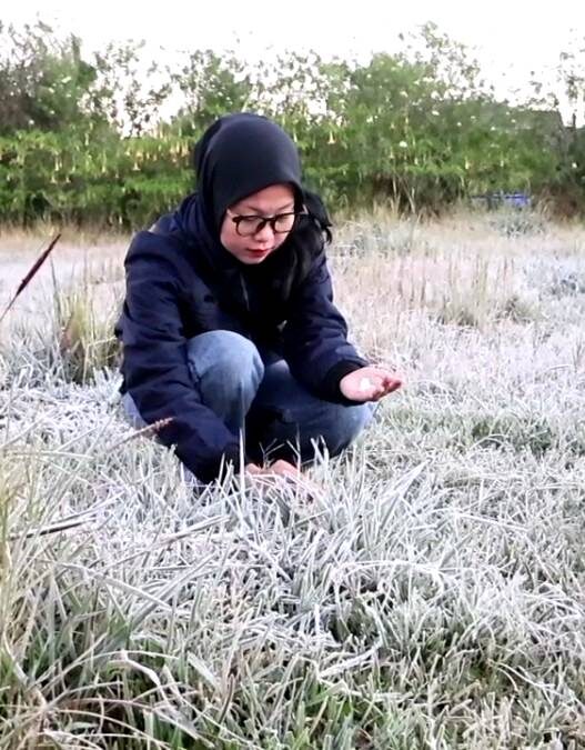 Embun Upas Membeku, Dieng Kembali Diburu