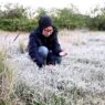 Embun Upas Membeku, Dieng Kembali Diburu
