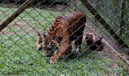 Empat Anak Harimau Sumatra Lahir di TSI Prigen