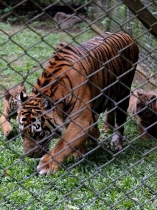 Empat Anak Harimau Sumatra Lahir di TSI Prigen