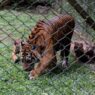 Empat Anak Harimau Sumatra Lahir di TSI Prigen