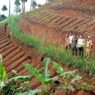 Enam Penggarap Lahan Ilegal Tinggalkan Hutan Negara