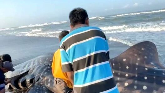 Hiu Tutul Terdampar di Pantai Bunton