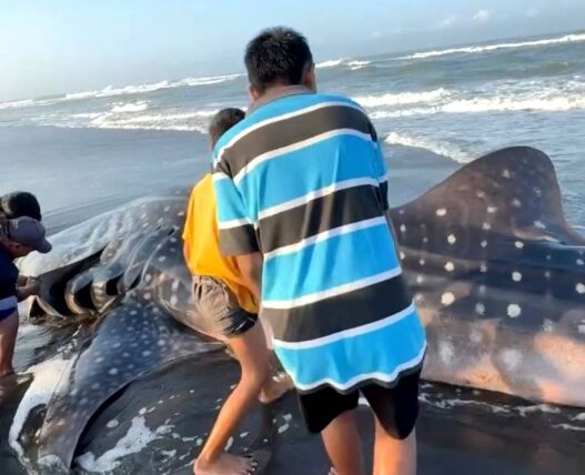 Hiu Tutul Terdampar di Pantai Bunton