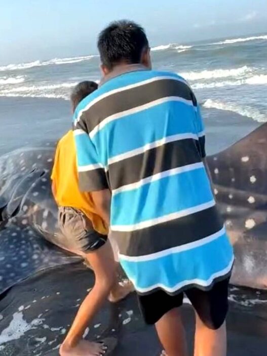 Hiu Tutul Terdampar di Pantai Bunton