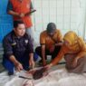 Iduladha, 25 Ribu Lebih Hewan Kurban Disembelih