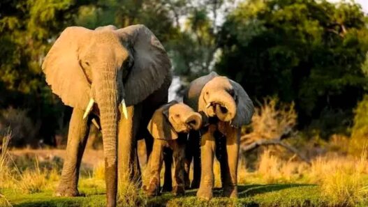 Inpres Perlindungan Gajah Segera Terbit