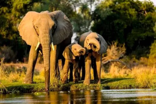 Inpres Perlindungan Gajah Segera Terbit