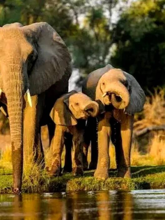 Inpres Perlindungan Gajah Segera Terbit