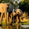 Inpres Perlindungan Gajah Segera Terbit