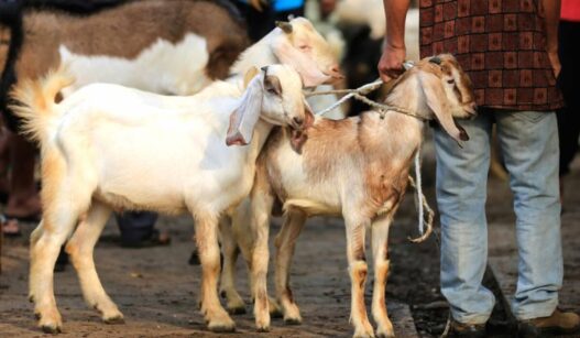 Keabsahan Membeli Hewan Kurban Dengan Diskon