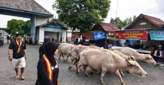 Kebo Bule Keraton Solo Gladi Mahesa