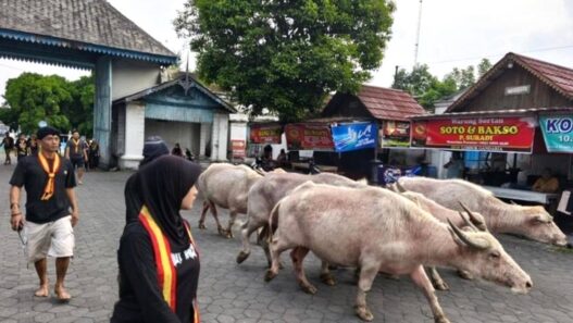 Kebo Bule Keraton Solo Gladi Mahesa