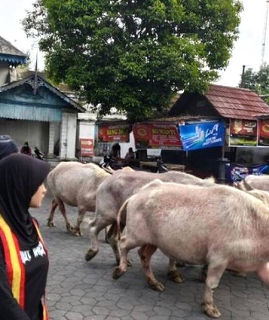 Kebo Bule Keraton Solo Gladi Mahesa