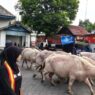Kebo Bule Keraton Solo Gladi Mahesa